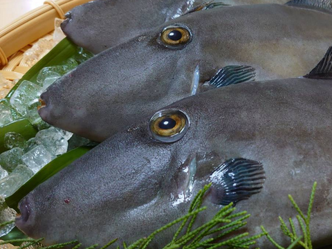 【食べ比べセット】カワハギ2尾＆ウマヅラハギ2尾