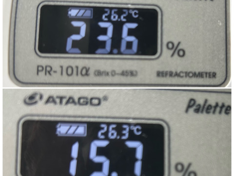 長パ①【先行予約受付中】岡山産・長野パープル（家庭用・若木小粒）6房〜7房　数量限定