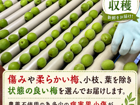【予約販売】農薬不使用 青梅 2Kg 自家農園 梅酒 梅シロップ 農家直送 収穫後発送