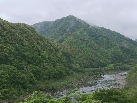 種用としても！ 農薬未使用 ひね生姜4kg 限界集落栽培