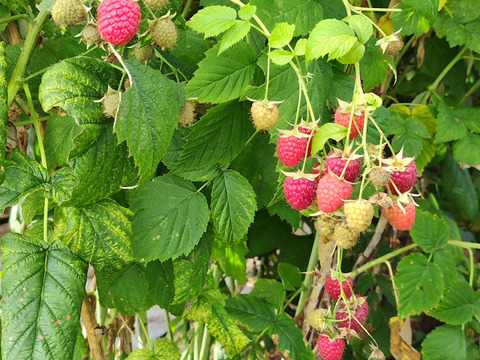 長野県産真空パック入り冷凍ラズベリー１㎏