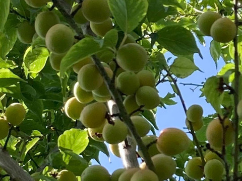 農家が無農薬で栽培　梅7.7キロ　箱込み　梅の実　うめ 自然栽培 完熟梅（ありがうめ） 1.7kg 下処理不要で梅仕事なんと
