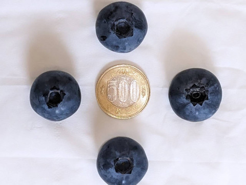 大きく食べやすい！ブルーベリー『品種ミックス』