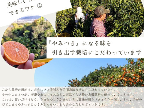 【冬ギフト】農家直送！有田みかん3kg≪2Sサイズ（小玉）秀品≫【平武農園】～蛍飛ぶ町から旬の便り～　和歌山｜有田｜田口｜ギフト｜こだわり　産地直送　お取り寄せ