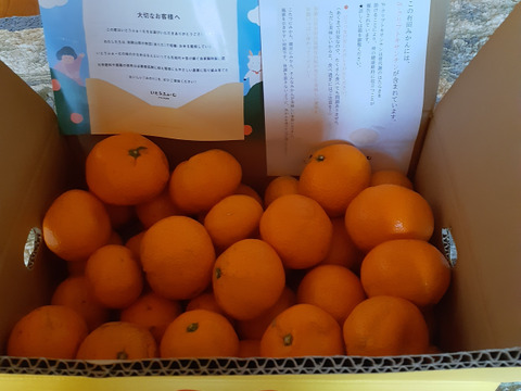 【訳あり】濃厚なコクと酸味がおいしい！有田みかん★自家製堆肥栽培★定番5kg★和歌山★