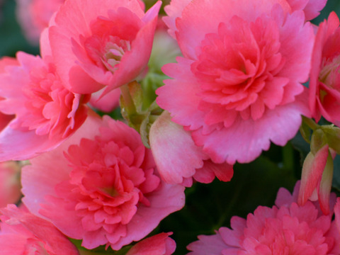 【贈答用】ギザギザの花弁が可愛い人気品種！エラチオールベゴニア【ネッテフリンジ】4.5寸