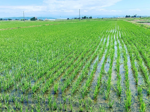 一等米・特別栽培米【ゆめぴりか 精米 2kg×4】令和5年産（農薬7割減）