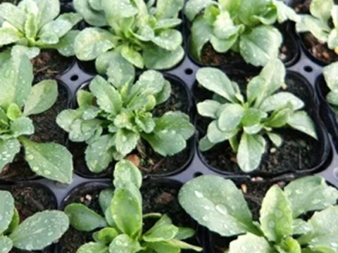 2個セット イングリシュデージー イングリッシュガーデン ホワイトガーデン 花苗 多年草 宿根草