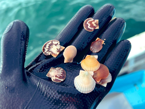 【夏ギフト】【15枚】あいばのホタテ むきヘラ軍手付き　3年貝　夏のサロマ湖より