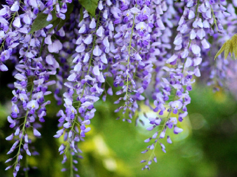 国産生はちみつ【れんげ・藤の花】480g