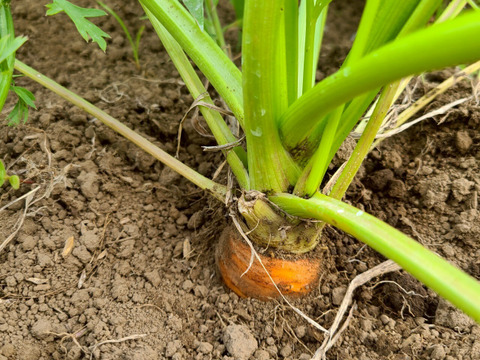 自然の甘みがぎゅっと詰まった！農薬不使用にんじん 3kg（農薬・化学肥料・除草剤・防虫剤不使用／家庭用サイズ）