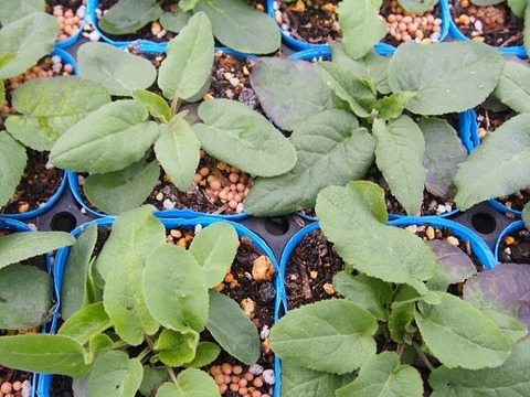 2個セット カンパニュラ グロメラータ ベルフルールホワイト ホワイトガーデン イングリッシュガーデン グランドカバー 花苗 多年草 宿根草