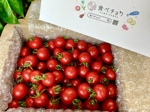 【朝どれ】本当に甘い！美健トマト®︎（1.0キロ）　※特別価格で販売中