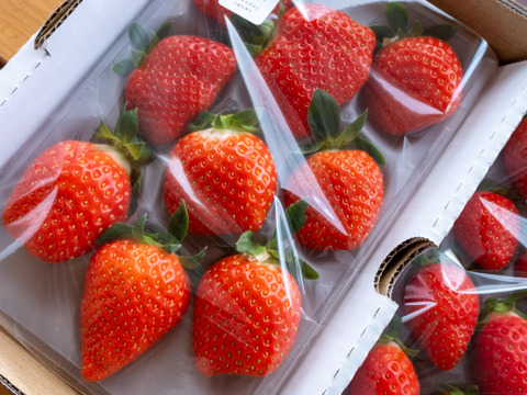 酸味控えめで甘い！かおり野2P　お得なご家庭用！　230g×2p