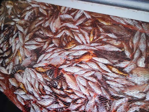 小泊産！チダイ2k【大、小込】