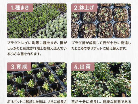 2個セット リナリア ブルガリス イングリッシュガーデン 花苗 多年草 宿根草