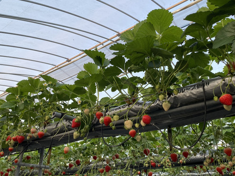 〔予約販売〕【苺音エコノミー約1.2kg】香川県産さぬきひめ｜食べチョクいちごグランプリ2025金賞受賞❗️