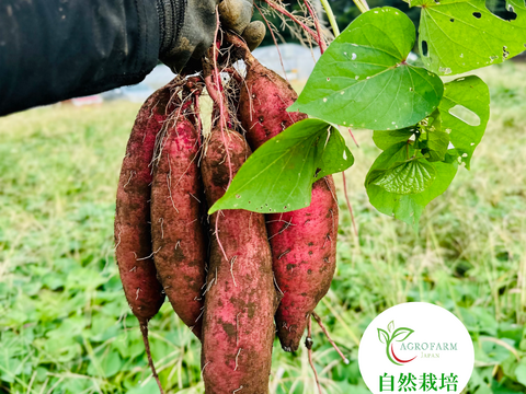 【福袋2025】🍧おまけ付き😎  アグロファームの『紅はるか』夏福袋 🍠 一口食べたら止まらない!?イチ押し☆さつまいもチップス♪ と 一番人気干し芋『蜜千姫』