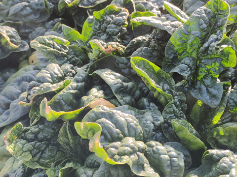 [なゆた農場]寒締め縮みほうれん草1.2kg