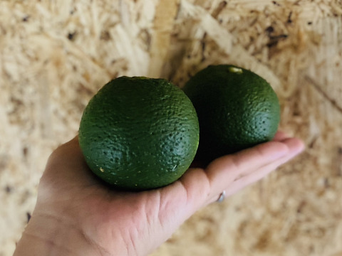 自然栽培かぼす３キロ【種あり】