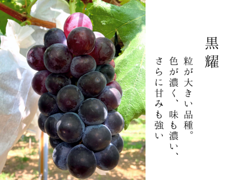 【家庭用】黒い宝石！！糖度20度越えの黒耀(こくよう)1kg(2~3房)