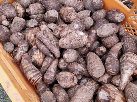 砂丘育ち 黄金里芋 1kg