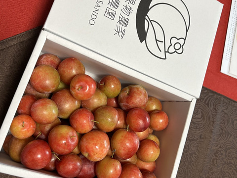 濃厚食感！メスレースモモ【サクランボサイズ】約1500g