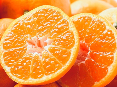 お試し極早生みかん【上野早生】1k