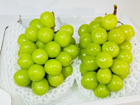 🌿 陽と風がつくった、岡山育ちのシャインマスカット 🌿１キロ