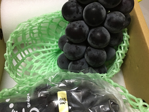 【9月発送！予約販売！朝採れ新鮮】山梨県産種無し藤稔約1Kg(2房)