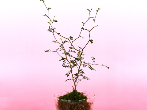 〜優しい空間を〜　苔玉ソフォラ