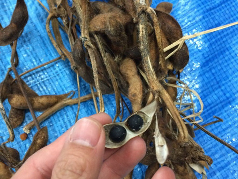 【自然栽培】丹波黒大豆400g★農薬肥料不使用の兵庫県産黒豆 [令和６年産]