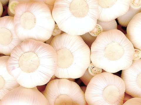 【にんにく好き待望‼】生にんにく1kg(8~13個程)ホクホクと香りの衝撃！今だけ味わえる掘りたての瑞々しさ