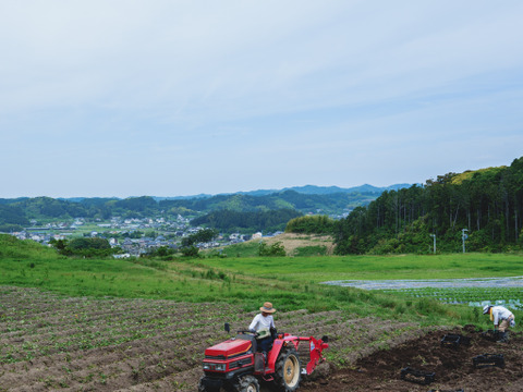 【６月の有機野菜】　有機JAS認証　オーガニック野菜　Ⅿセット
（静岡県内最大の有機野菜農園　しあわせ野菜畑の６月の有機野菜セット）