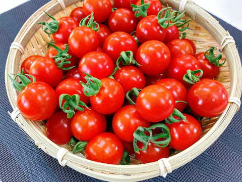 【季節限定】じっくり完熟!濃厚で糖酸バランスの絶妙なミニトマト(2kg)
