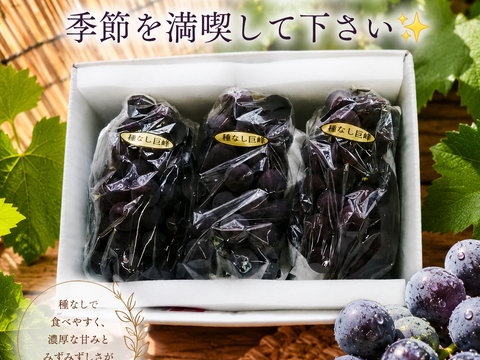 ✨🍇🌿　今が旬　露地栽培の巨峰🌿🍇✨
　　　【巨峰３房　/　計1.7kg位入り】