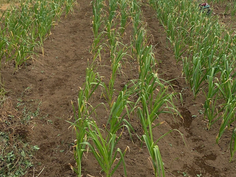 にんにくの“本気”、今年は生で！埼玉県産福地ホワイト『生にんにく』　20玉