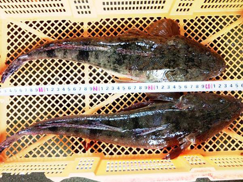 高級魚 活締めマゴチ中サイズ 2本 0 6k 1 4kが2本 刺し身に 6人前程度 真鯒 真ゴチ 刺身 活〆 お刺身 宮城県産 日にち指定は不可 宮城県産 食べチョク 農家 漁師の産直ネット通販 旬の食材を生産者直送 高級魚 活締めマゴチ中サイズ 2本 0 6k 1 4kが2本 刺し身に 6人前程度 真鯒 真ゴチ 刺身 活〆 お刺身 宮城県産 日にち指定は不可 宮城県産 食べチョク 農家 漁師の産直ネット通販 旬の食材を生産者直送