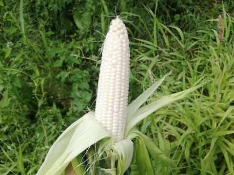 予約販売】極甘！有機ホワイトコーン10本：北海道産の野菜｜食べ