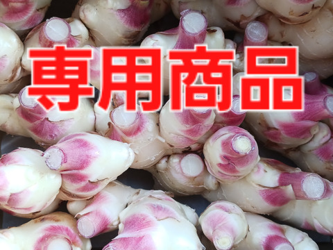 高知県産新生姜2キロ 農家直送 高知県産新生姜 2kg：高知県産のその他薬味・スパイス｜食べ