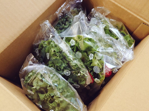 【初回限定BOX】体に嬉しい！みらい乃野菜　高抗酸化値はんなりレタス・おケールはん【１株６０ｇ前後×３袋ずつ計6袋 】