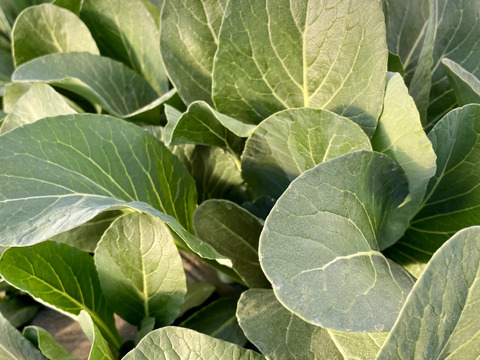 小松菜4kg(200g×20袋) 農薬・化学肥料不使用