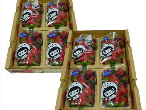 二箱8パック入り 家庭用 いろいろなサイズ 『モカベリー』 完熟いちご  苺 いちご 果物  ※時間指定は可能です。