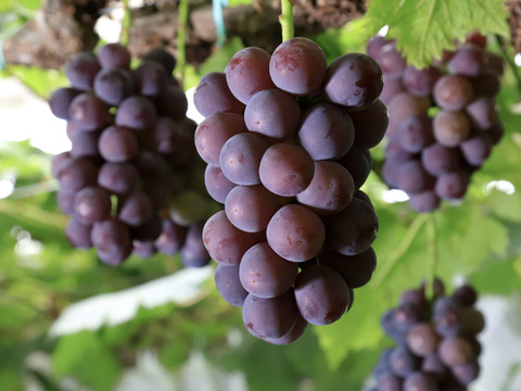 【訳ありご家庭用】限定50箱 ニューピオーネ約1.0kg着色不良でも味は美味しい！