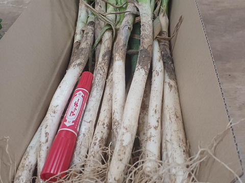 ✅【訳ありお得❗】✅薬味ネギたっぷり❗❗お得40本以上❗❗→780円❗❗✨信州産✨【特別栽培】✨【無消毒栽培】