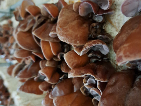 島根県浜田市産乾燥きくらげ