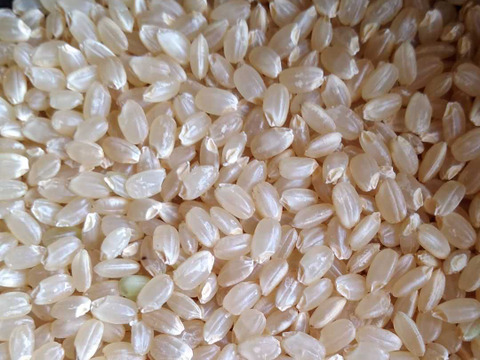 【一等米・栽培期間中農薬不使用コシヒカリ 玄米2ｋｇ】＆【特別栽培米マンゲツモチ 玄米2ｋｇ】【80】令和5年産 ・有機質肥料のみ・動物性堆肥不使用