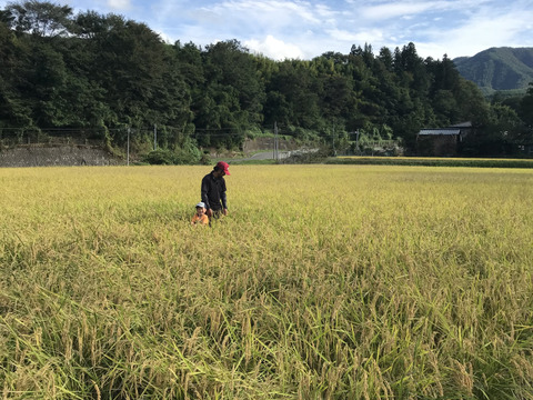 令和5年産
【極献上】コシヒカリ　5キロ   特別栽培米     長野県伊那市産