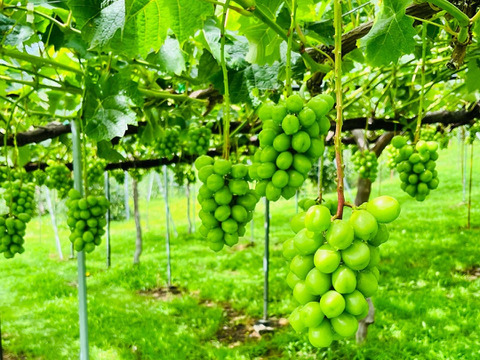 長野県松本産　ぶどう【シャインマスカット】　2房入（約1キロ）