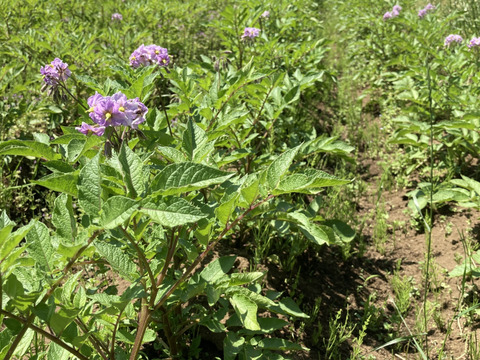 自然農法で大事に育てたジャガイモ（アンデスレッド）２kg